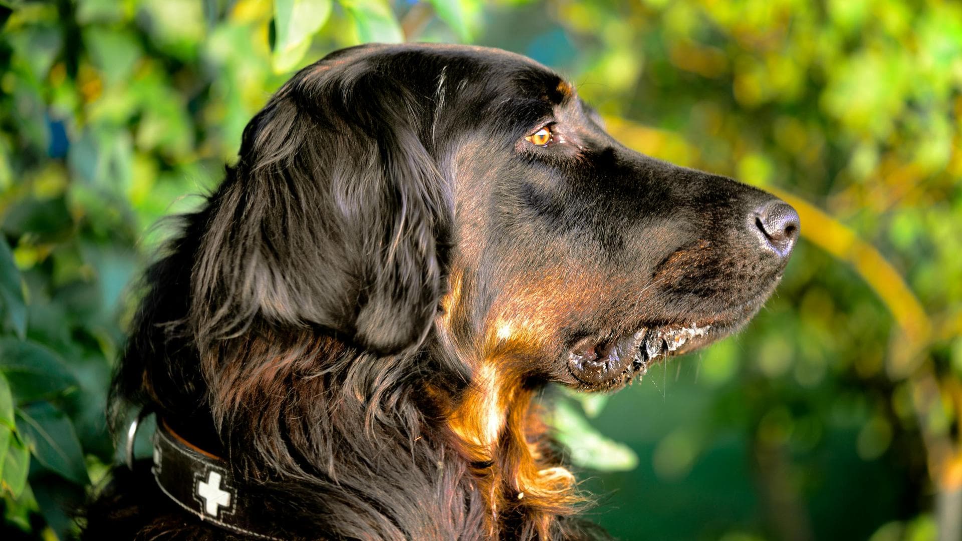 Annual Vaccination With Kennel Cough Prices in Haringey