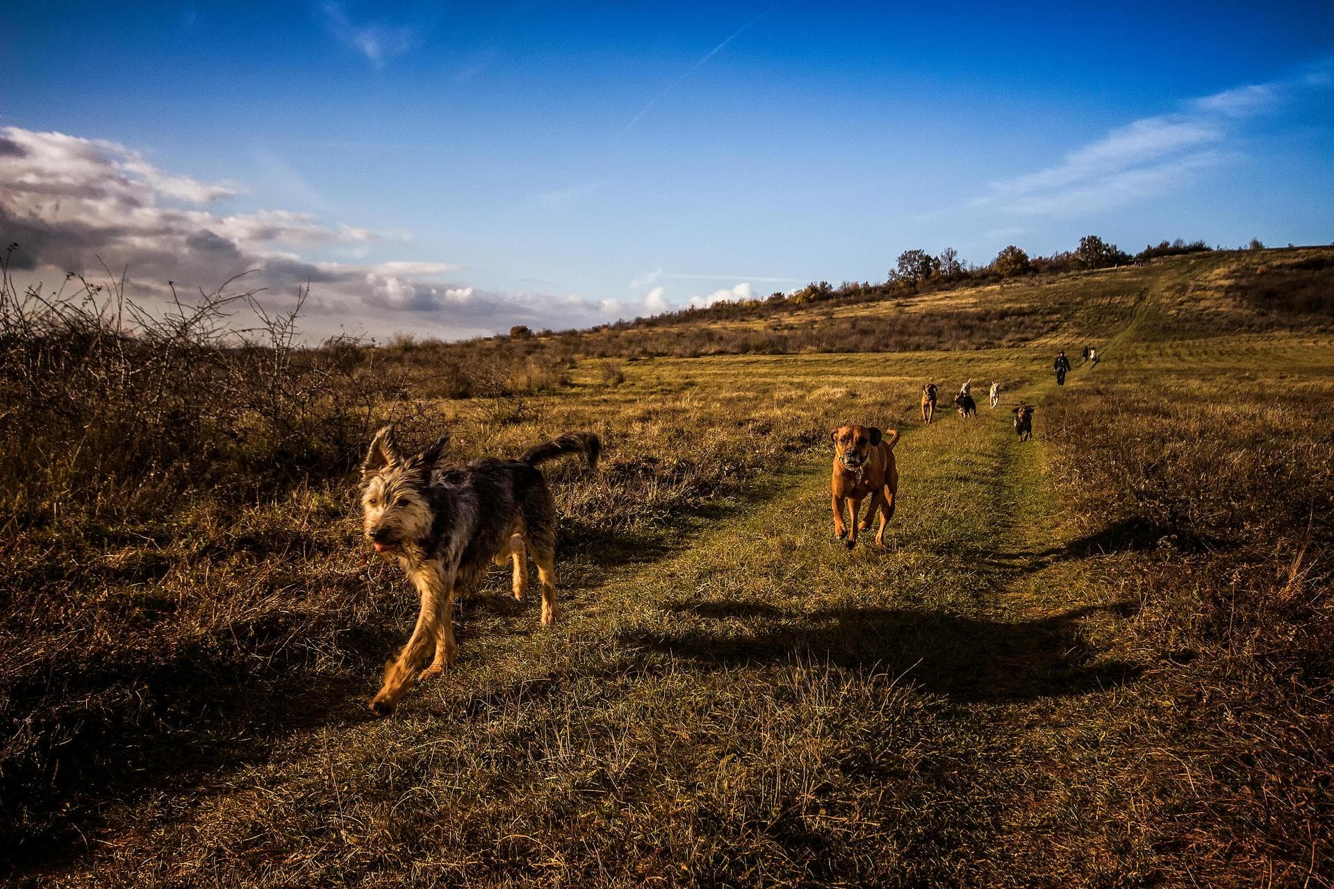 Annual Vaccination With Kennel Cough Prices in Haringey