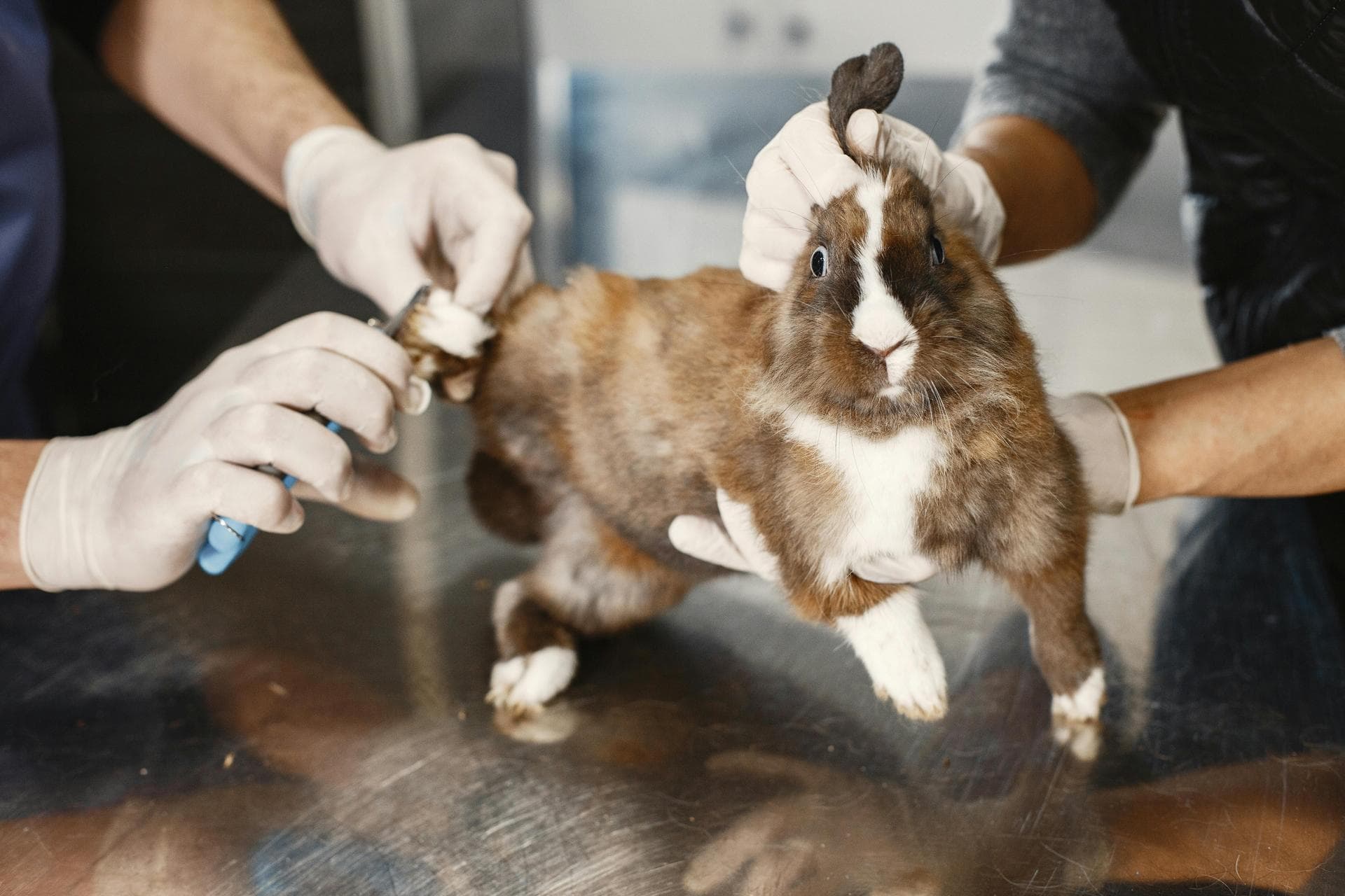 Rabbit Vaccinations Vhd Myxo Prices in Haringey