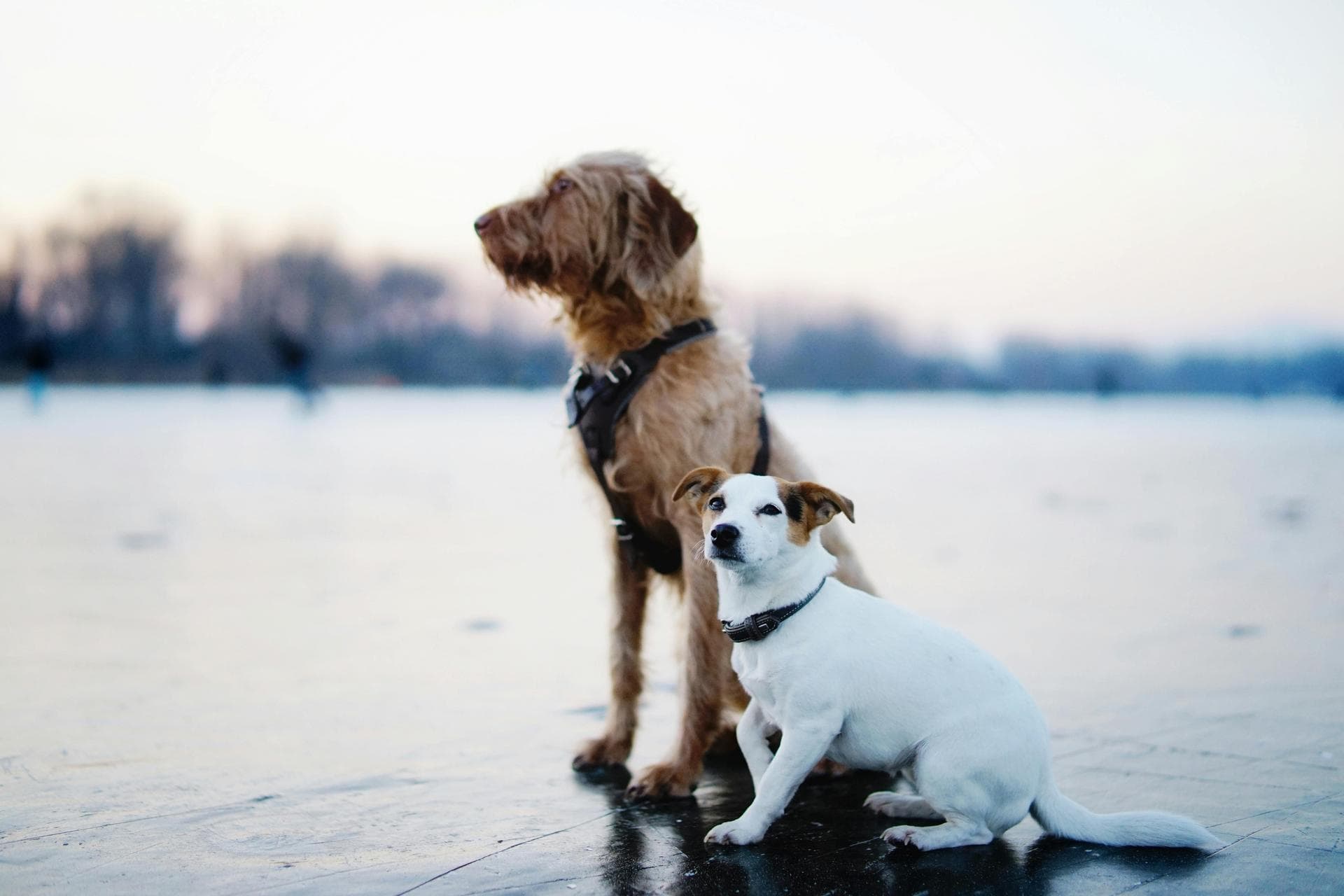 Dog Puppy Vaccinations Kennel Cough Prices in Haringey