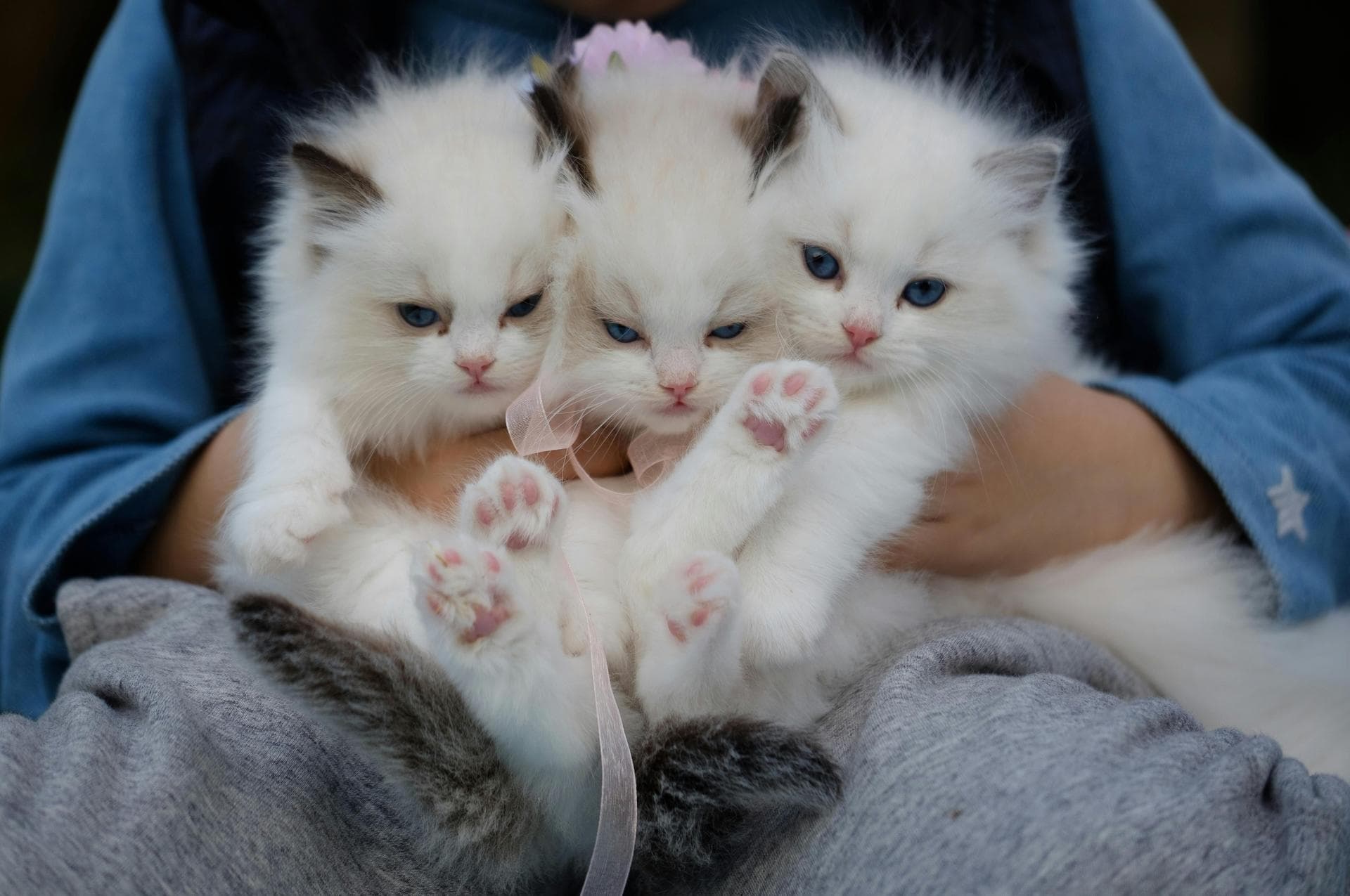 Cat Spay Castrate Neutering Prices in Haringey