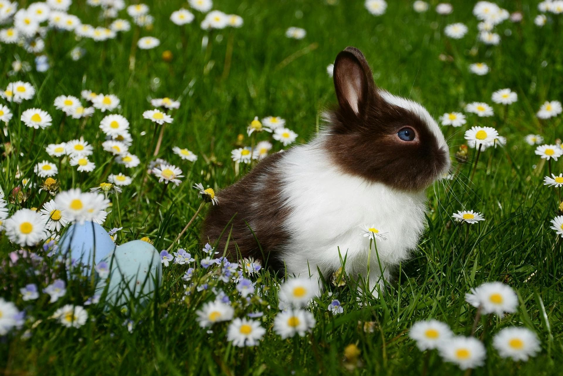 Rabbit Spay Castrate Neutering Prices in Haringey