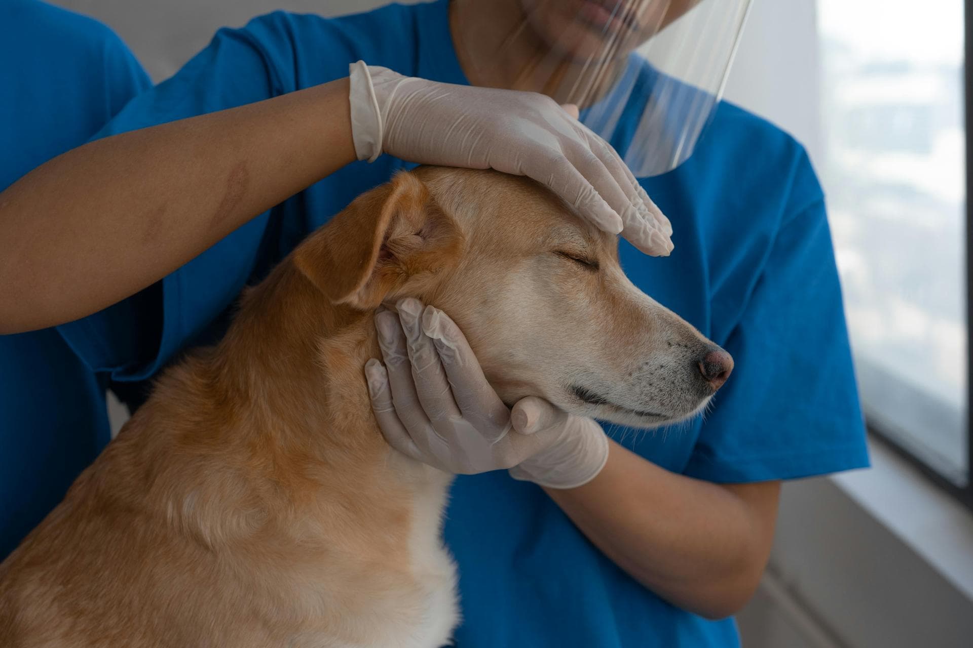 Cat Spay Castrate Neutering Prices in Haringey