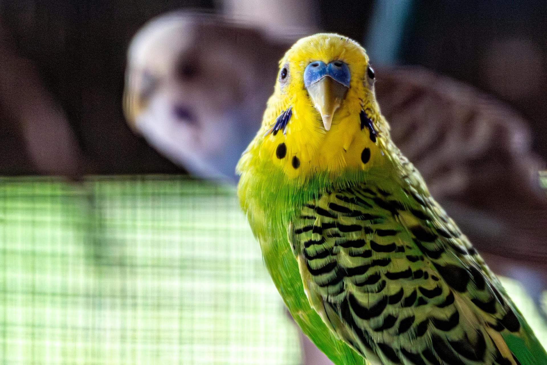 Dog & Cat Vets in Haringey